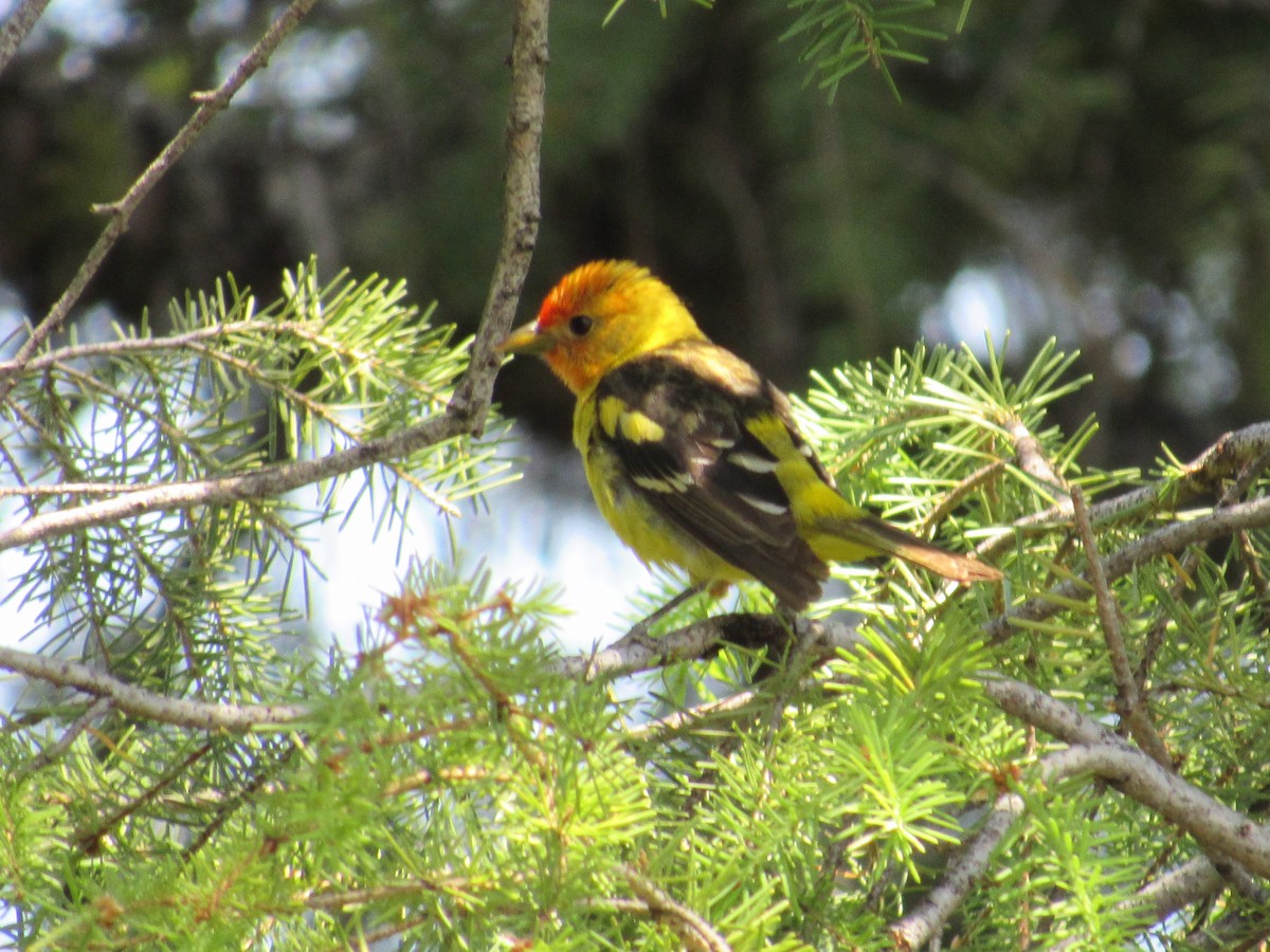 Western Tanager - BJ dooley