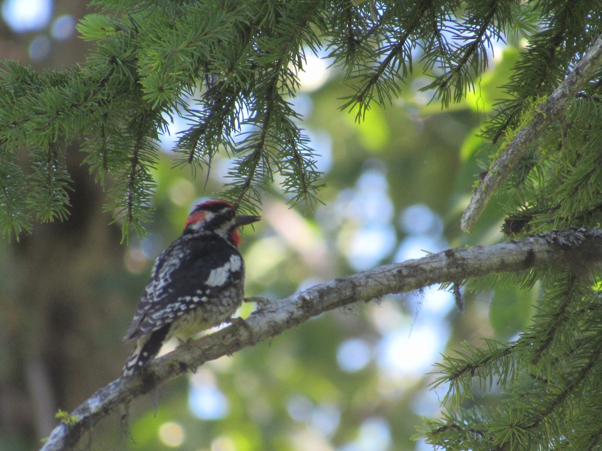 Red-naped Sapsucker - BJ dooley