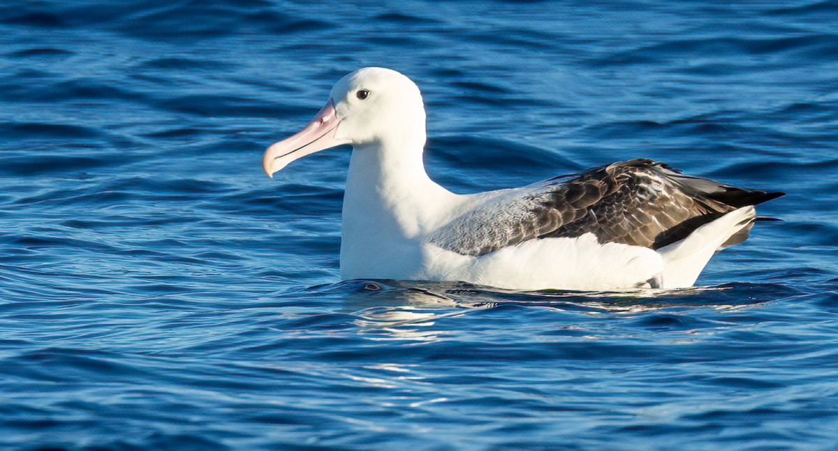 Northern/Southern Royal Albatross - ML535973611