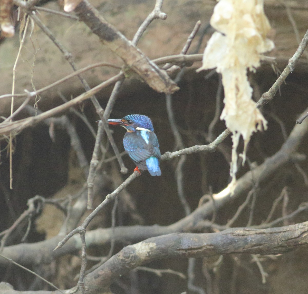 Blue-eared Kingfisher - Savio Fonseca (www.avocet-peregrine.com)