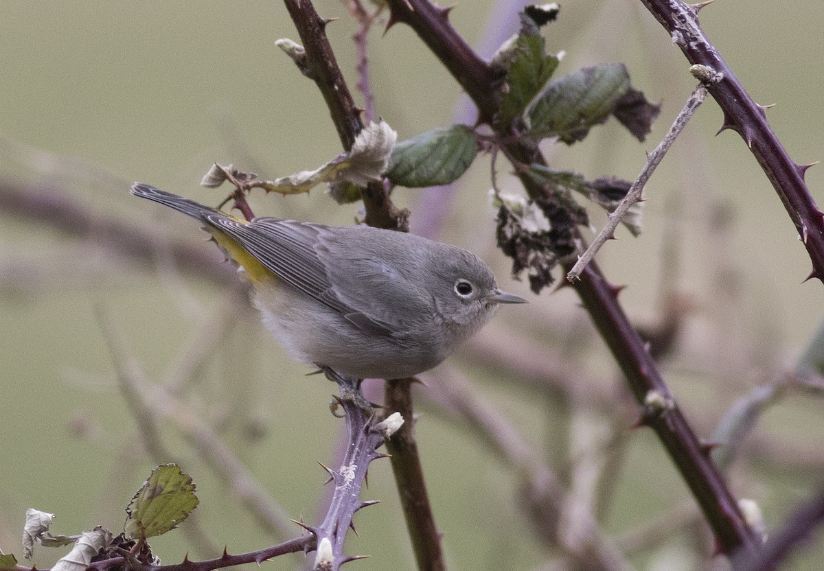 Червоїд жовтоволий - ML535974131