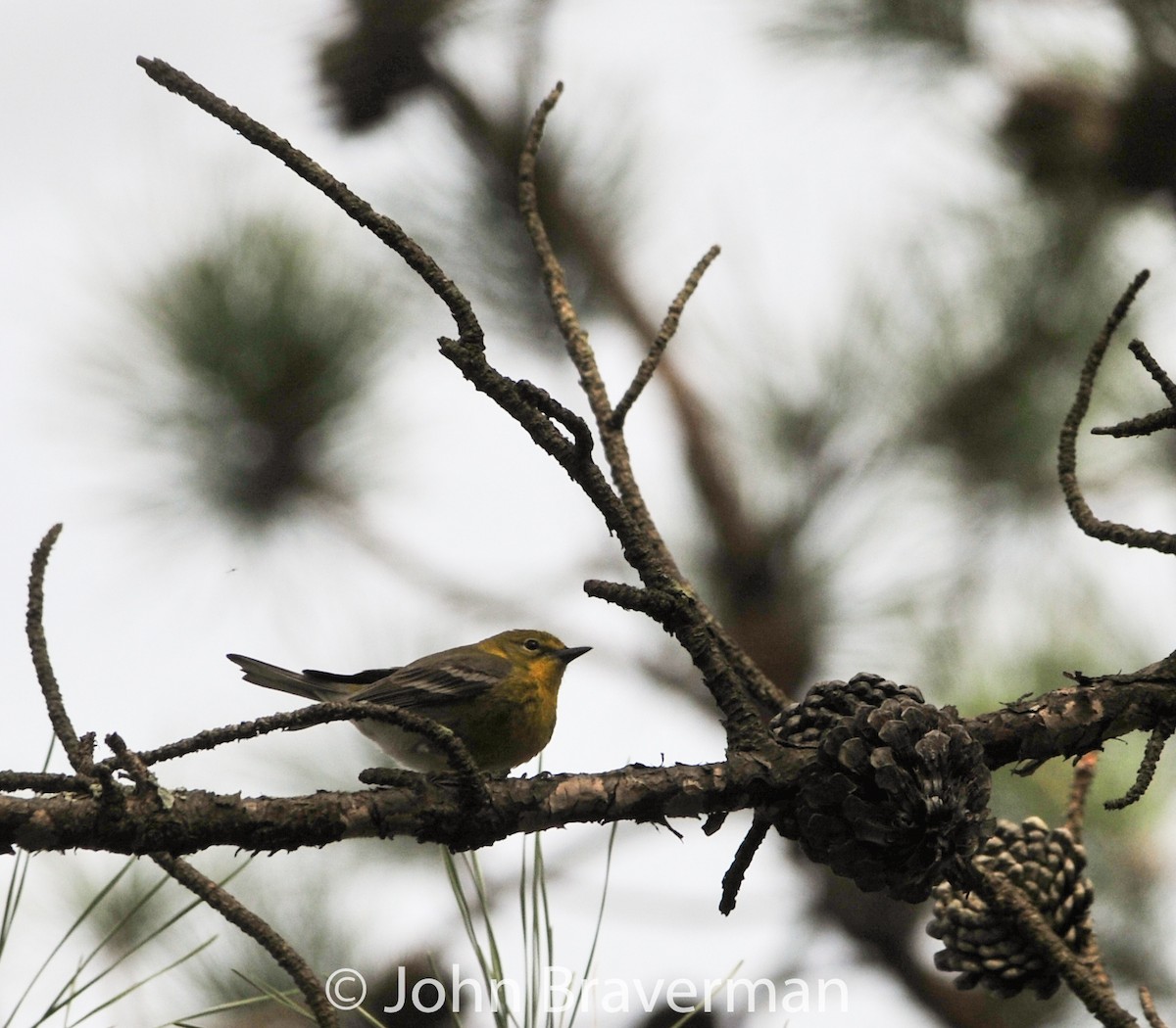 Pine Warbler - ML53597441