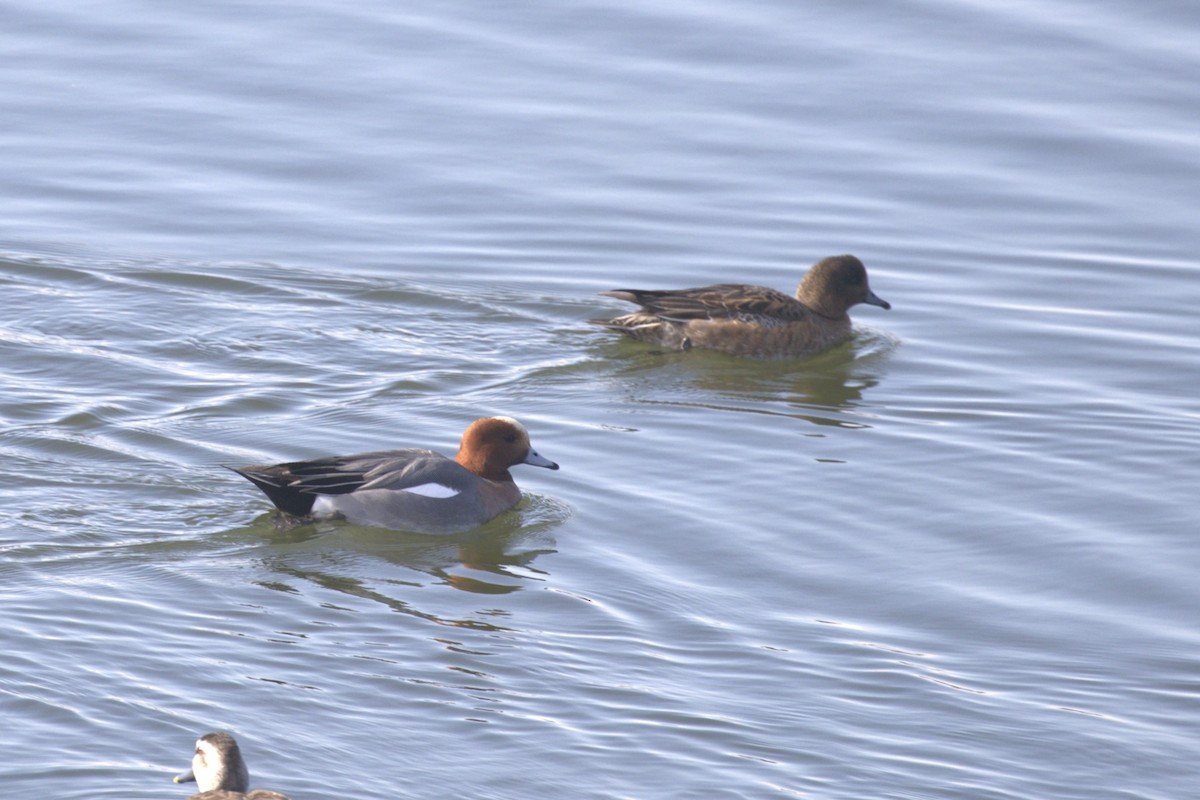 Eurasian Wigeon - ML535975381