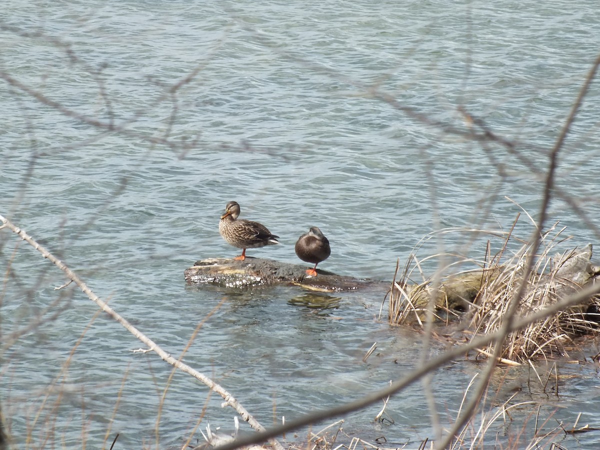 Mallard x American Black Duck (hybrid) - ML53597571