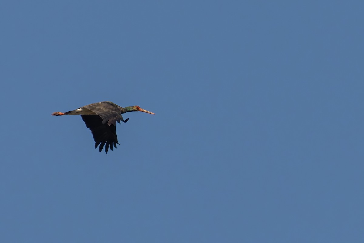 Black Stork - Sri Teja