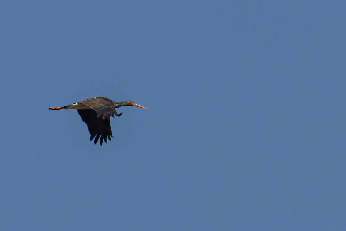 Black Stork - ML535977231