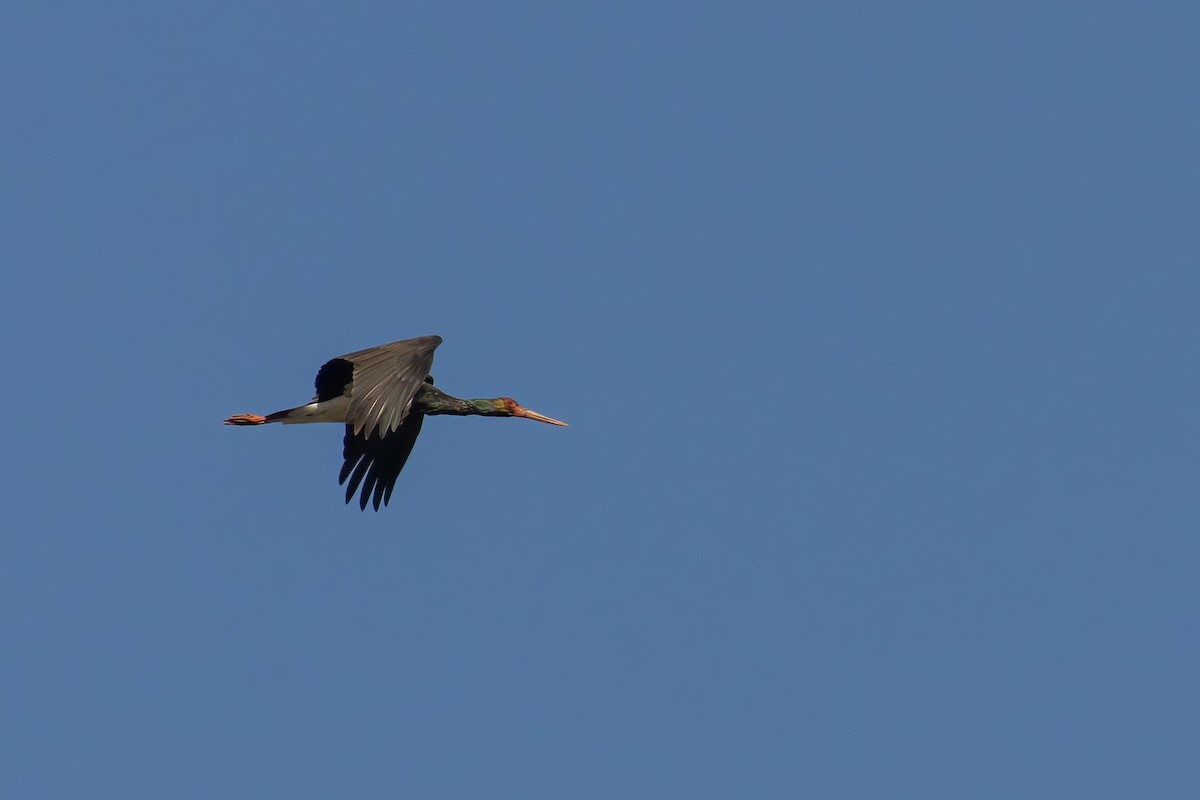 Black Stork - ML535977241