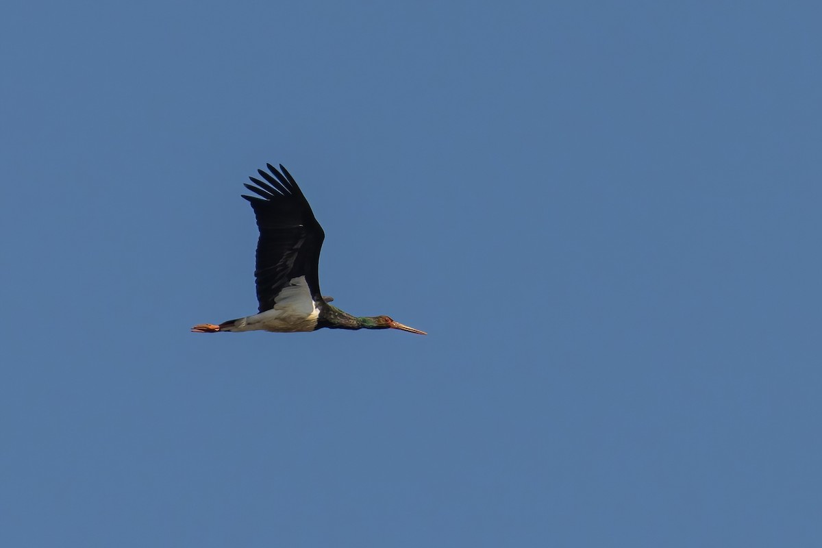 Black Stork - Sri Teja