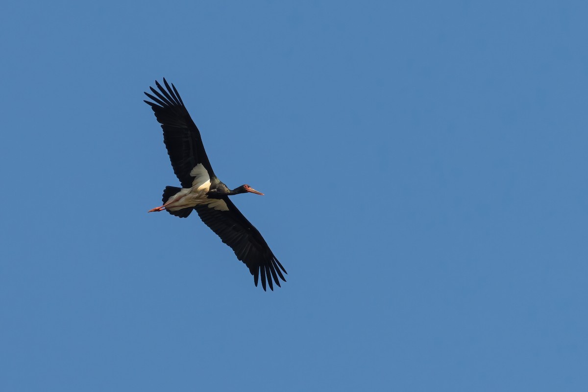 Black Stork - ML535977271