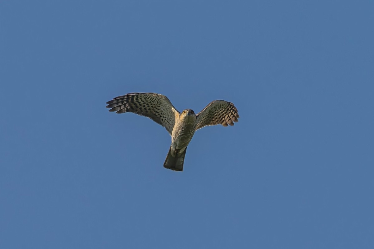 Eurasian Sparrowhawk - ML535977451