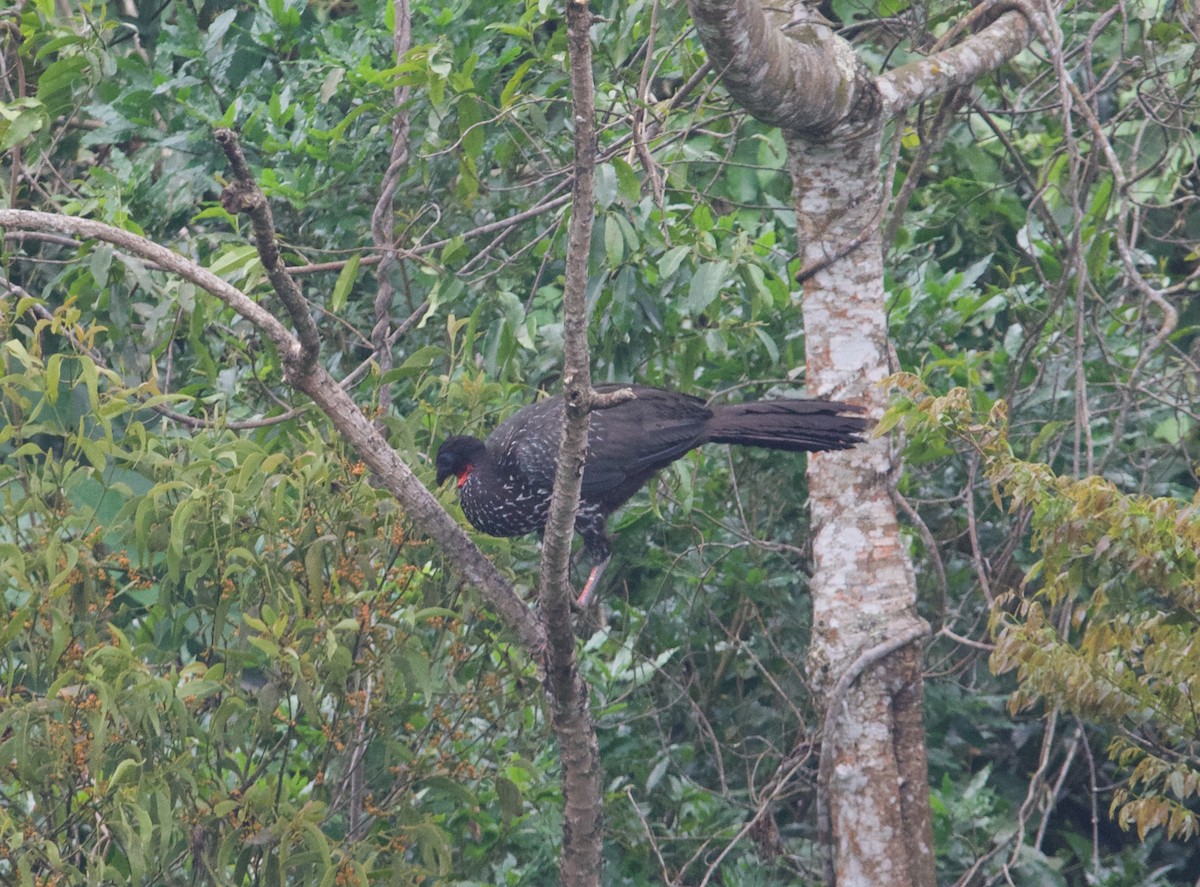 Crested Guan - ned bohman