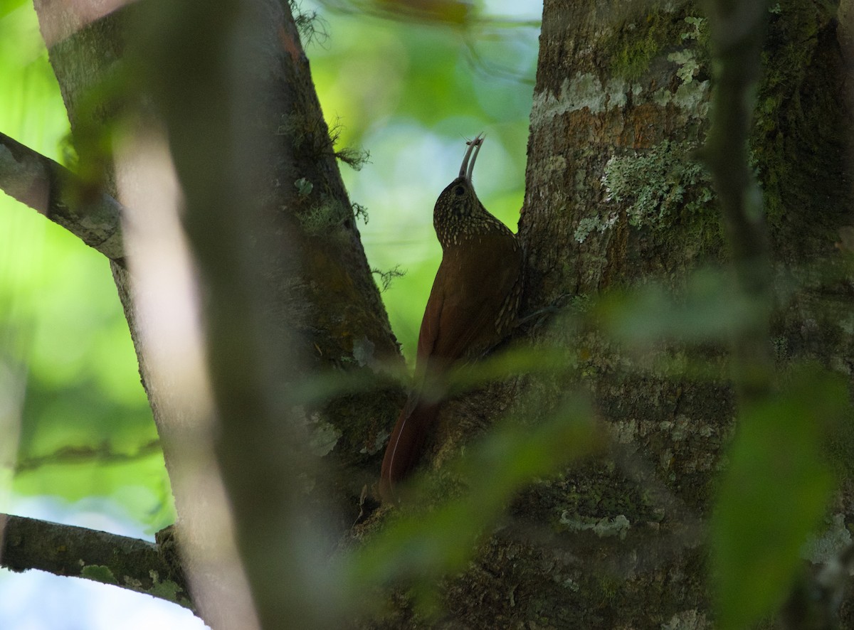 Spot-crowned Woodcreeper - ML535978461