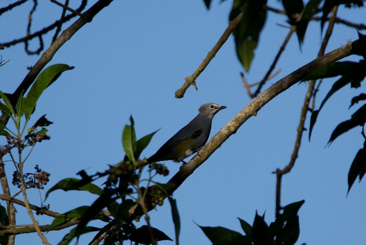 Gray Silky-flycatcher - ML535978781