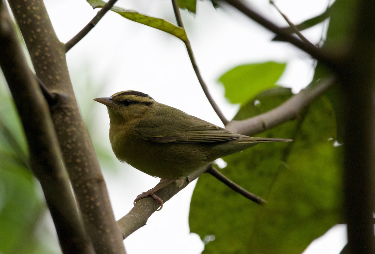 Worm-eating Warbler - ML535979081