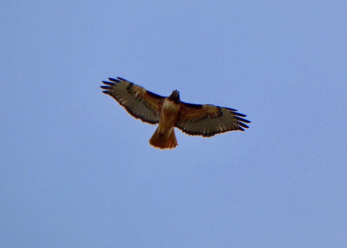 Red-tailed Hawk - ML535979111
