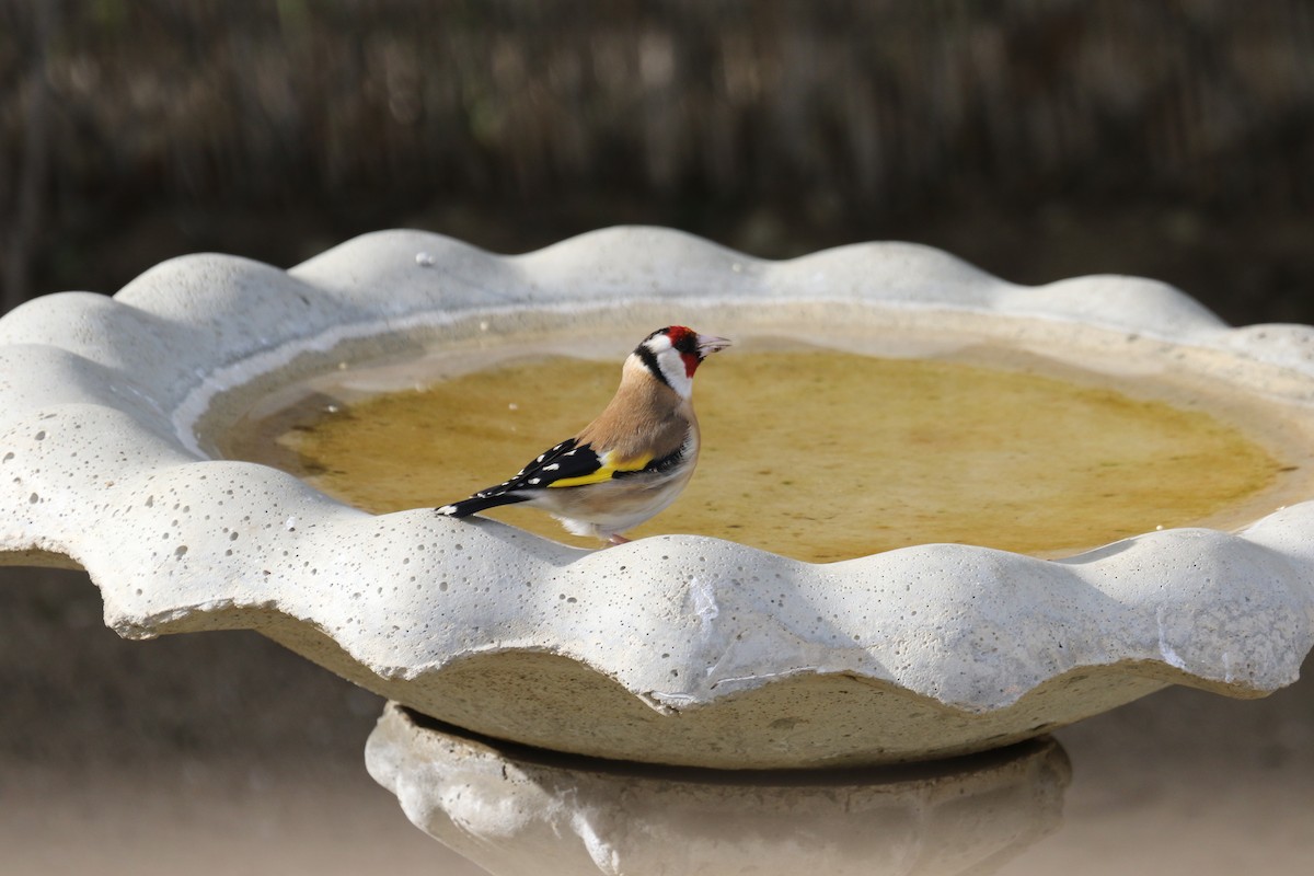 European Goldfinch - ML53597941