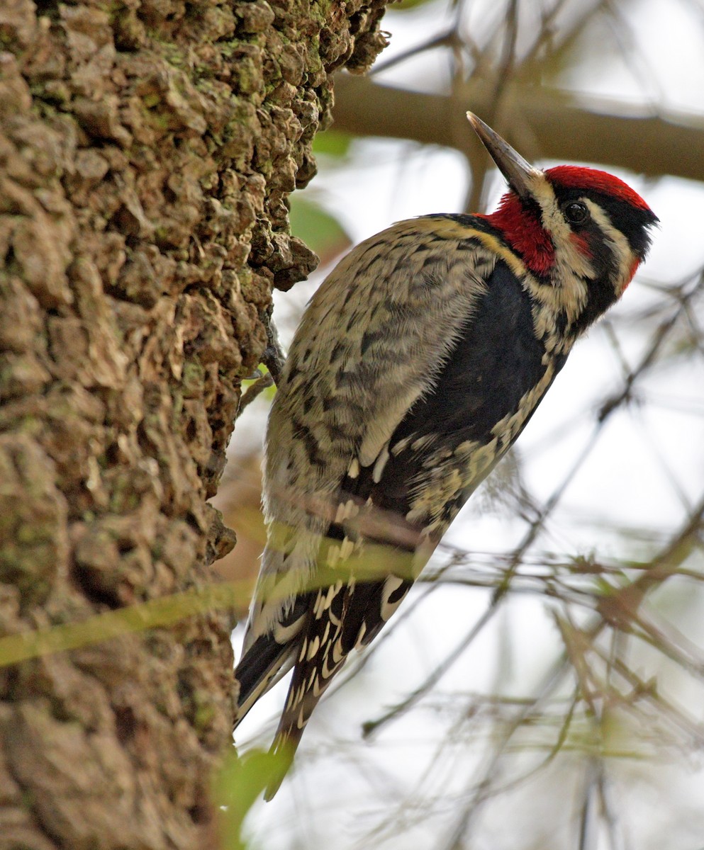 Red-naped Sapsucker - francesca pastine