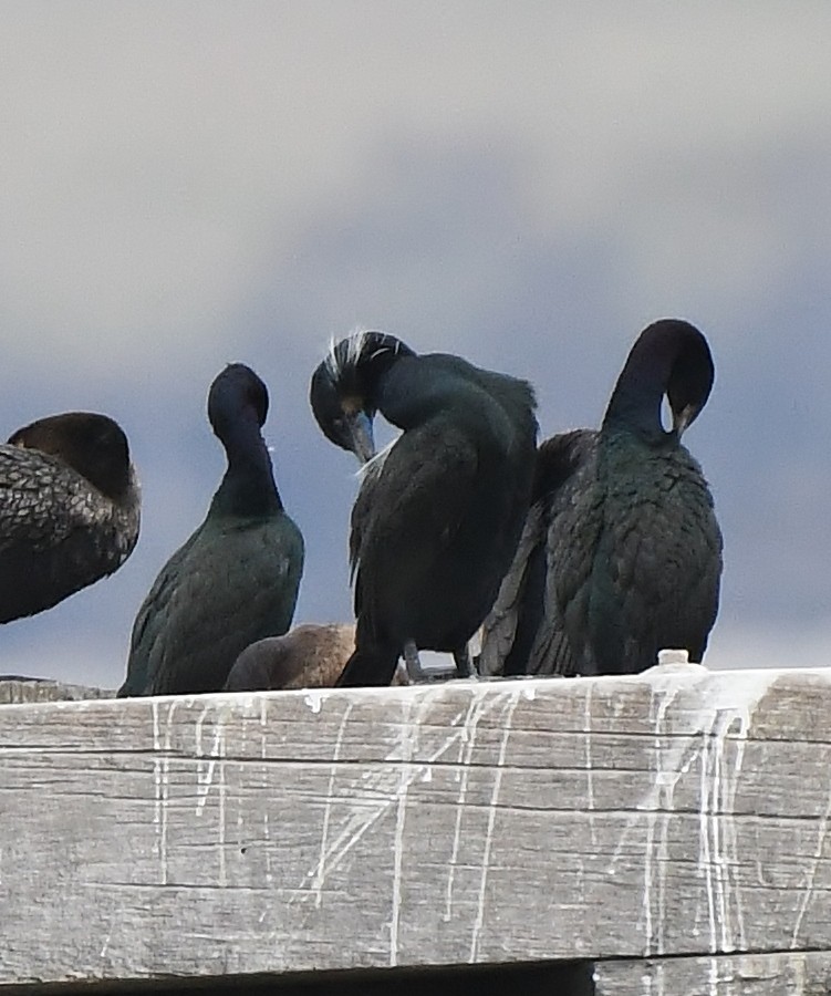 Brandt's Cormorant - ML535981491