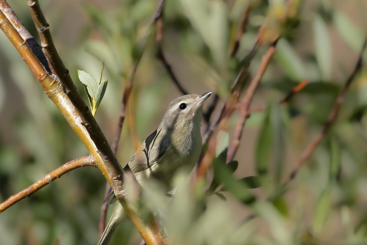 Warbling Vireo - Sean Siebuhr