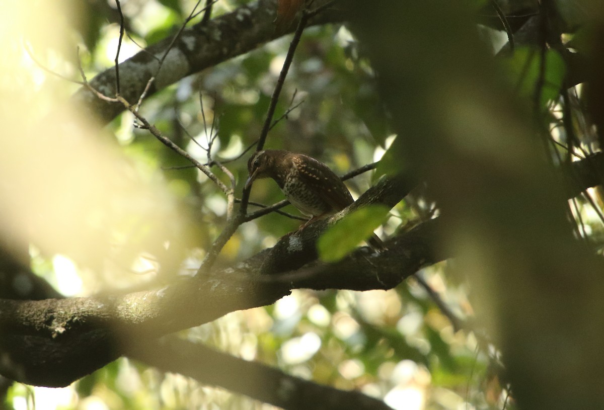 Pied Thrush - ML535982391