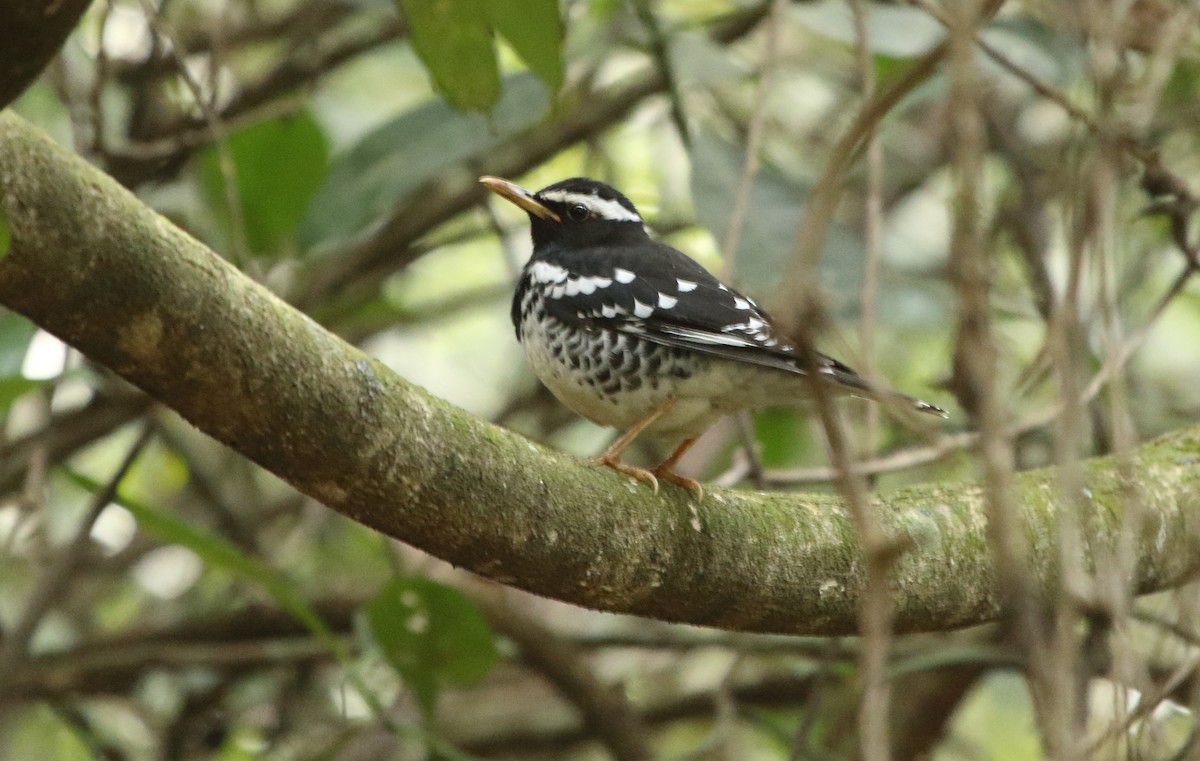 Pied Thrush - ML535982421