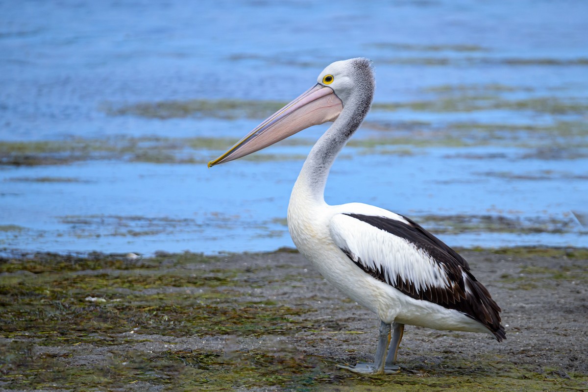 Australian Pelican - ML535982511