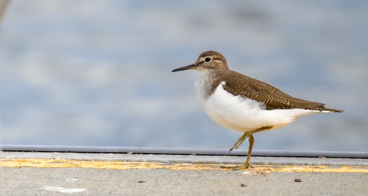 Common Sandpiper - ML535982521