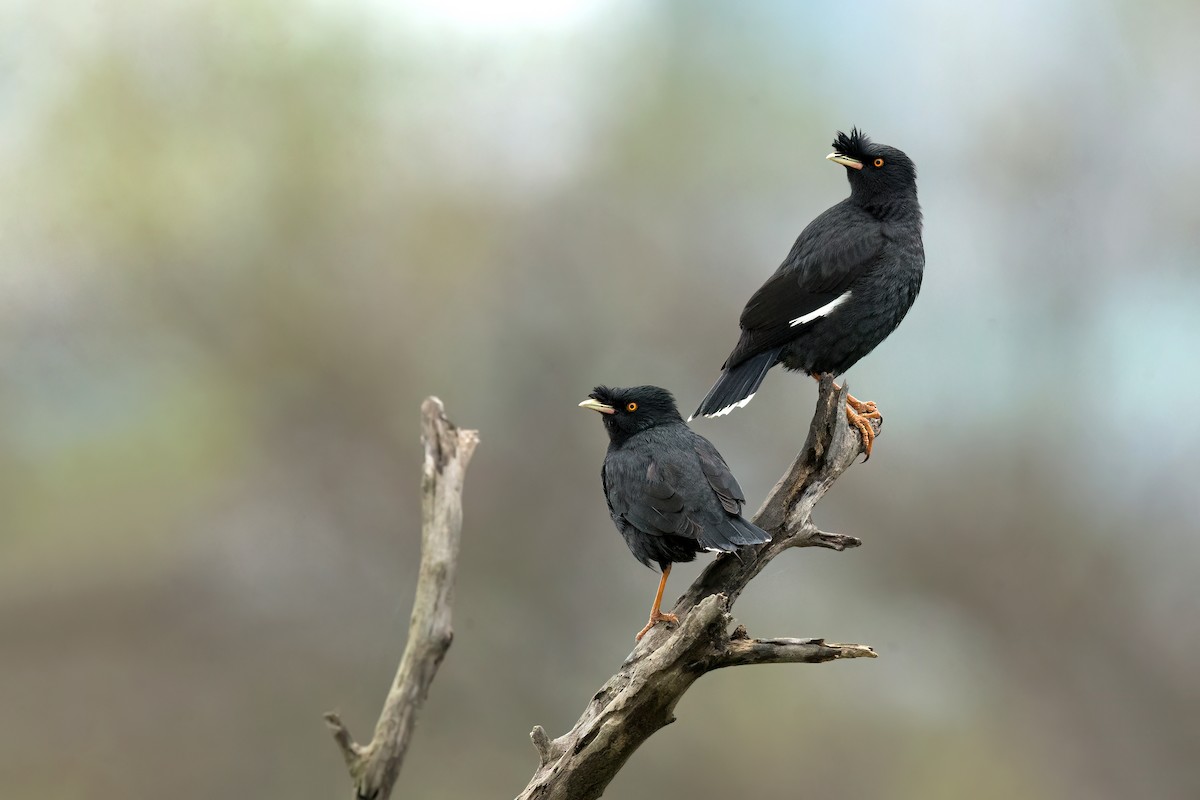 Crested Myna - ML535983191