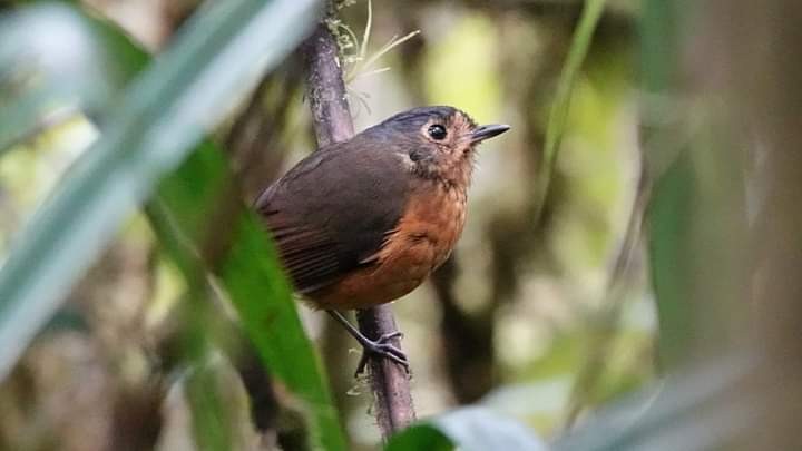 Slate-crowned Antpitta - ML535985771