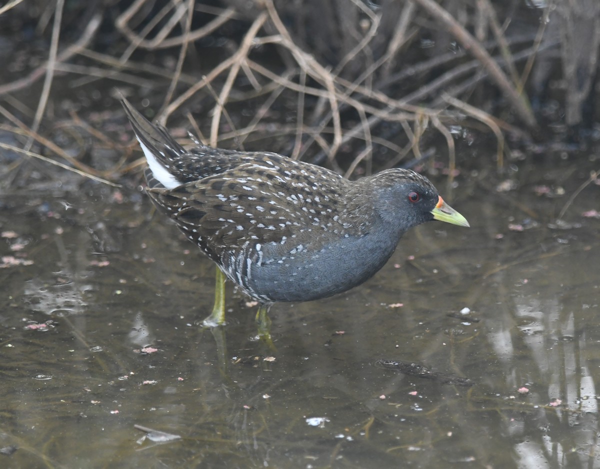 Australian Crake - ML535985911