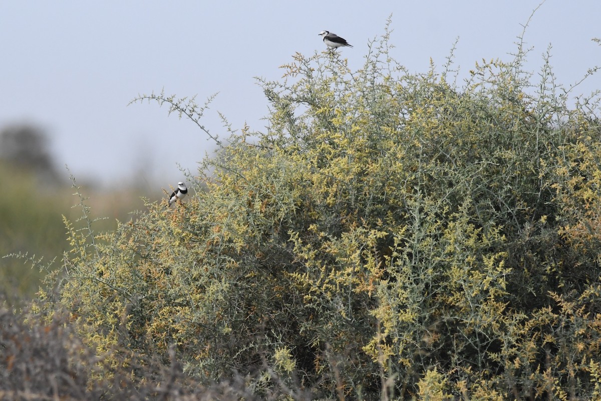 White-fronted Chat - ML535986051