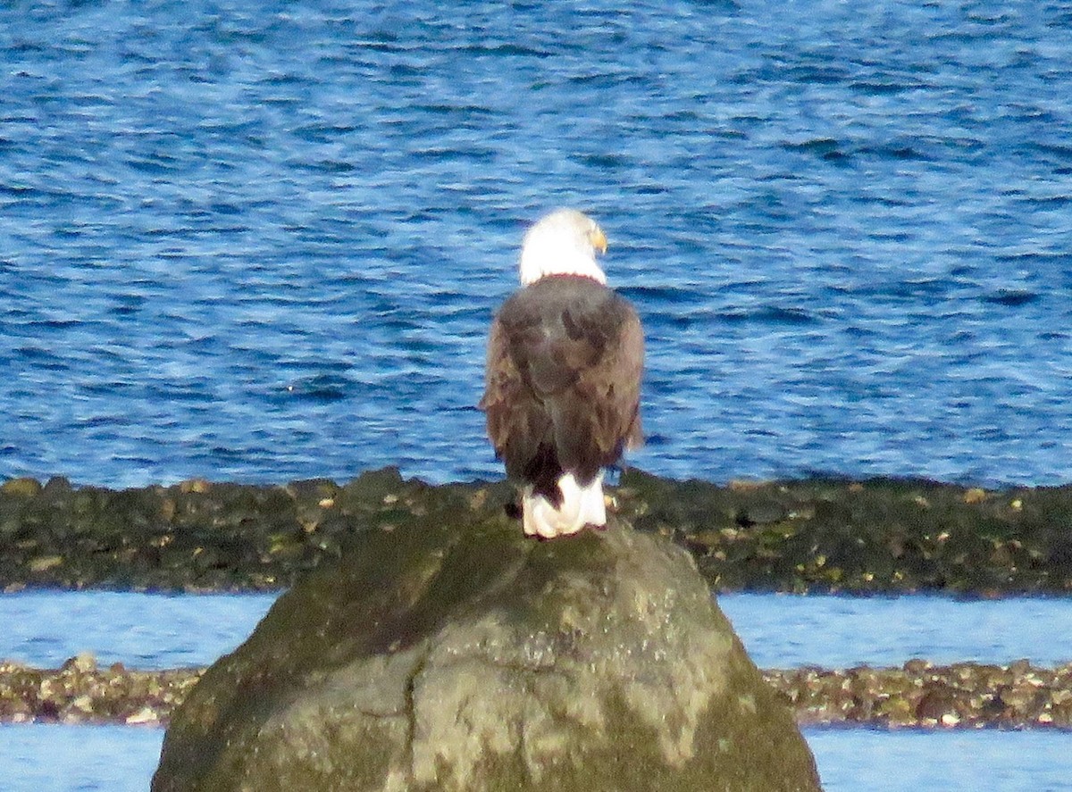 Bald Eagle - fulvio montanari