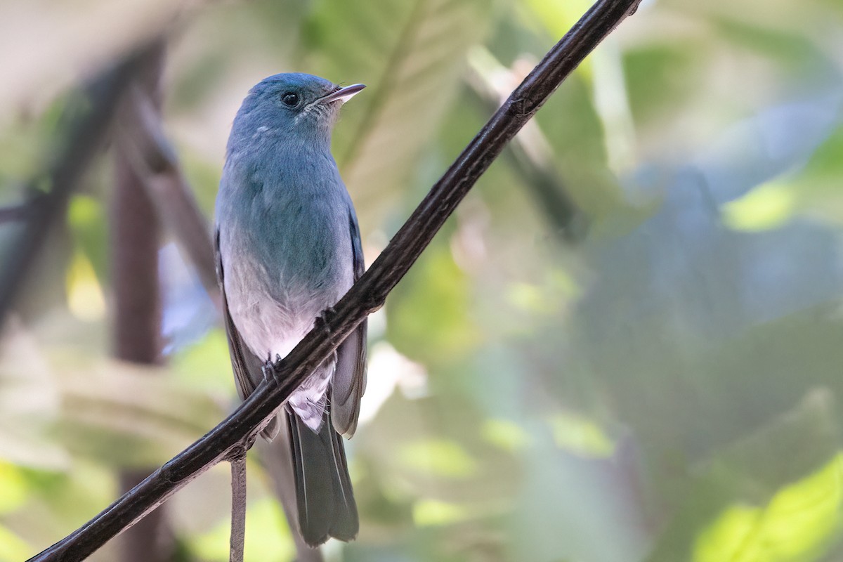 Verditer Flycatcher - ML535990031