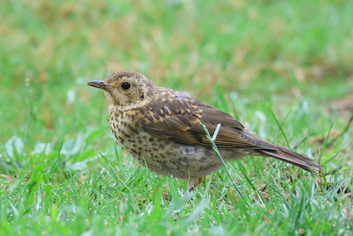 Song Thrush - ML535992731