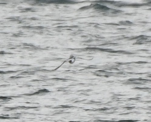 Phalarope à bec large - ML535993071