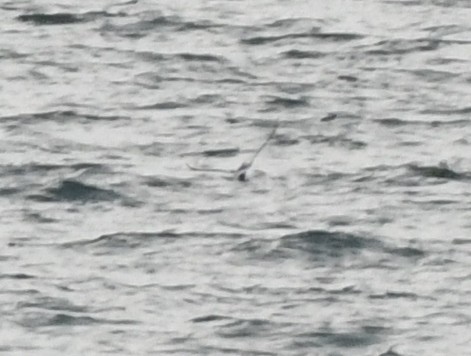 Phalarope à bec large - ML535993101