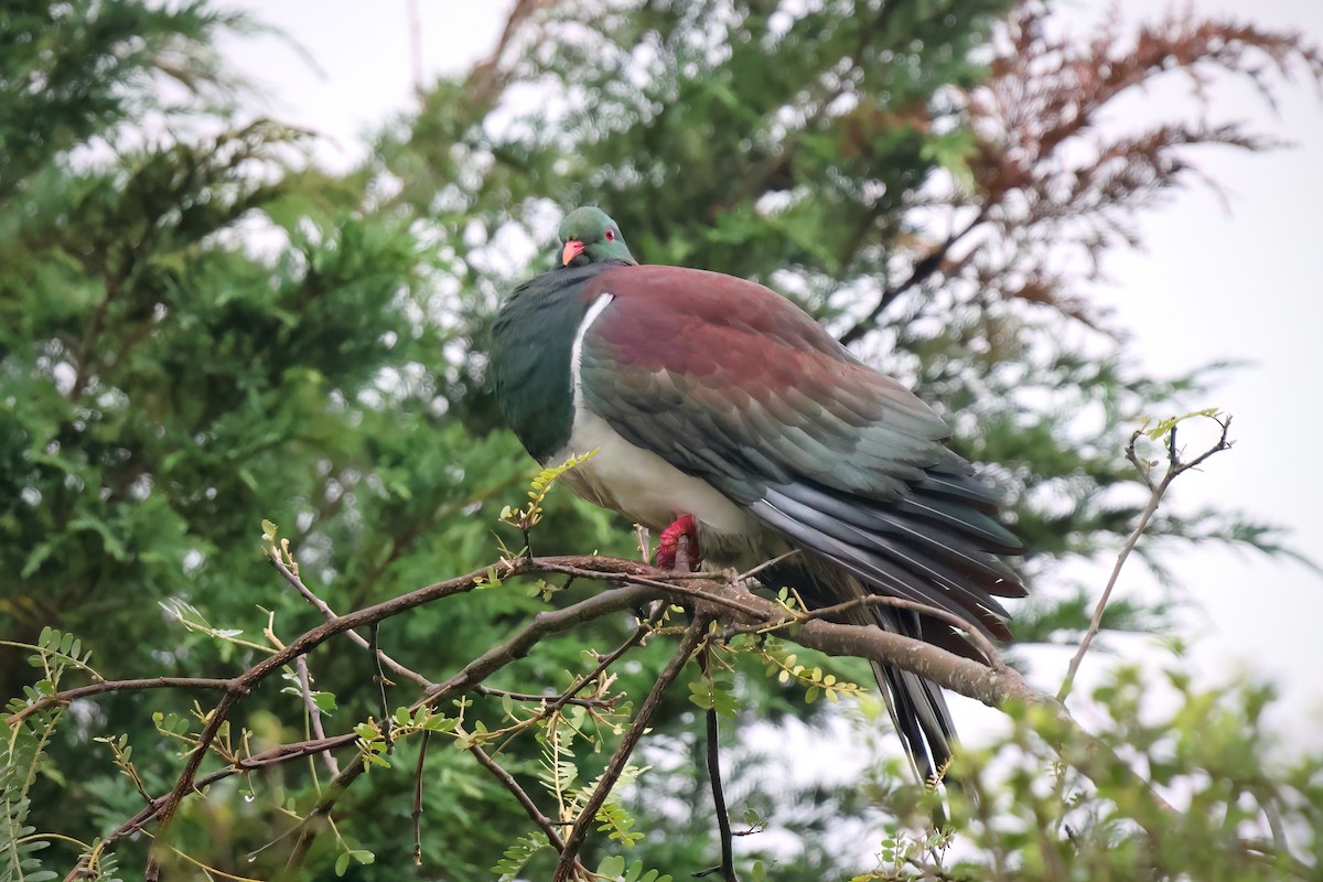 New Zealand Pigeon - Marian W
