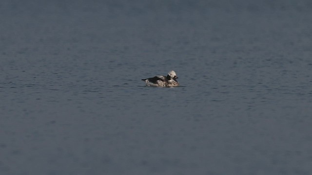 Long-tailed Duck - ML535994101