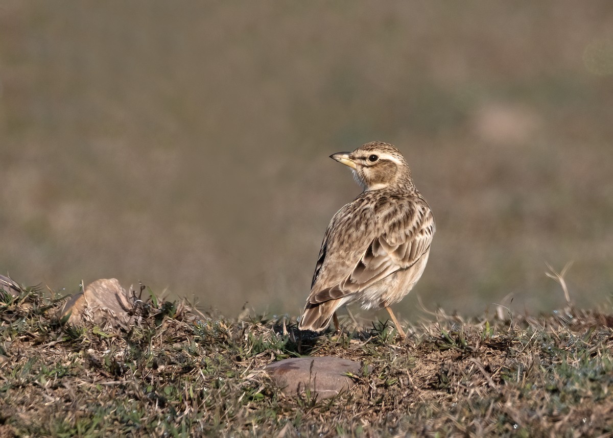 Bimaculated Lark - ML535994321