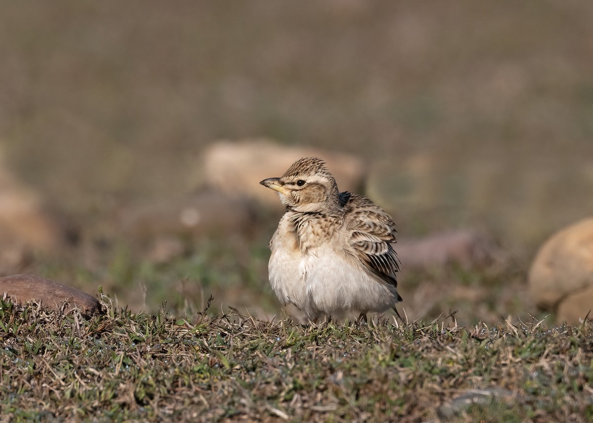 Bimaculated Lark - ML535994331