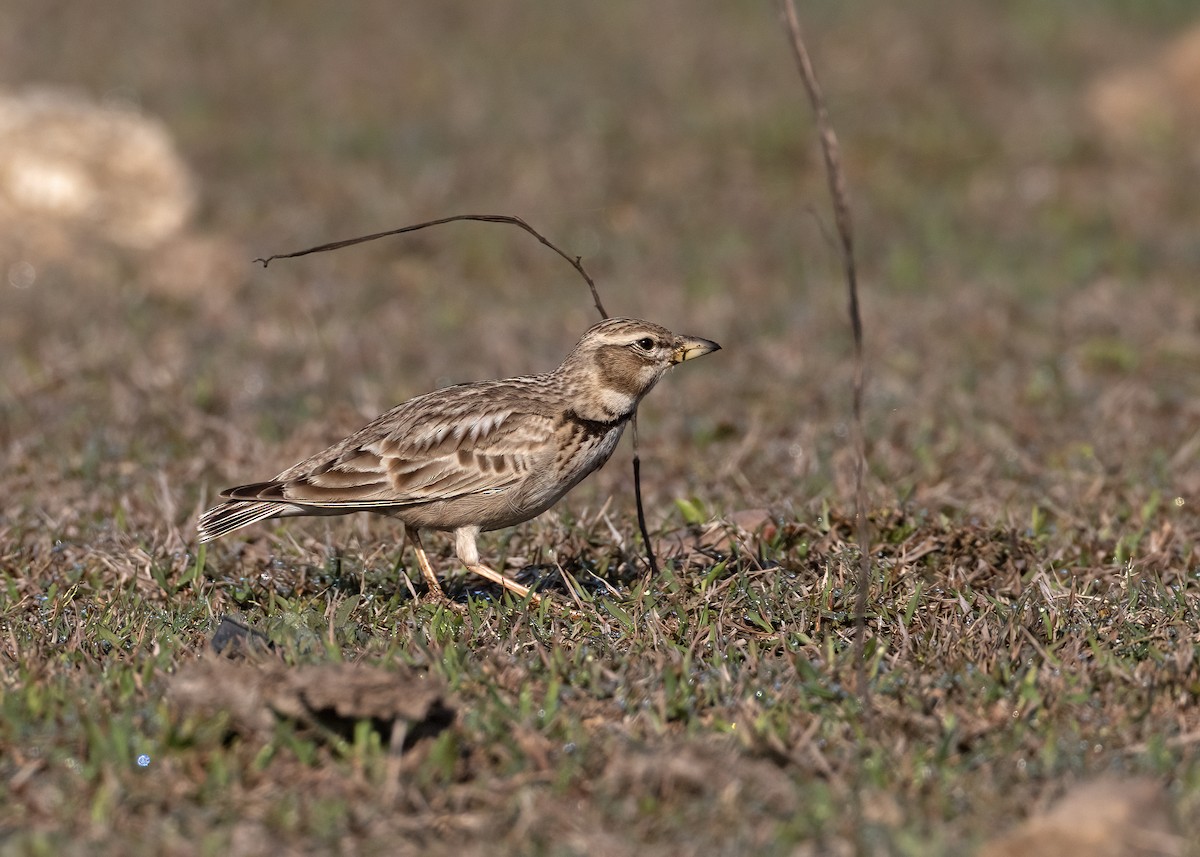 Bimaculated Lark - ML535994341