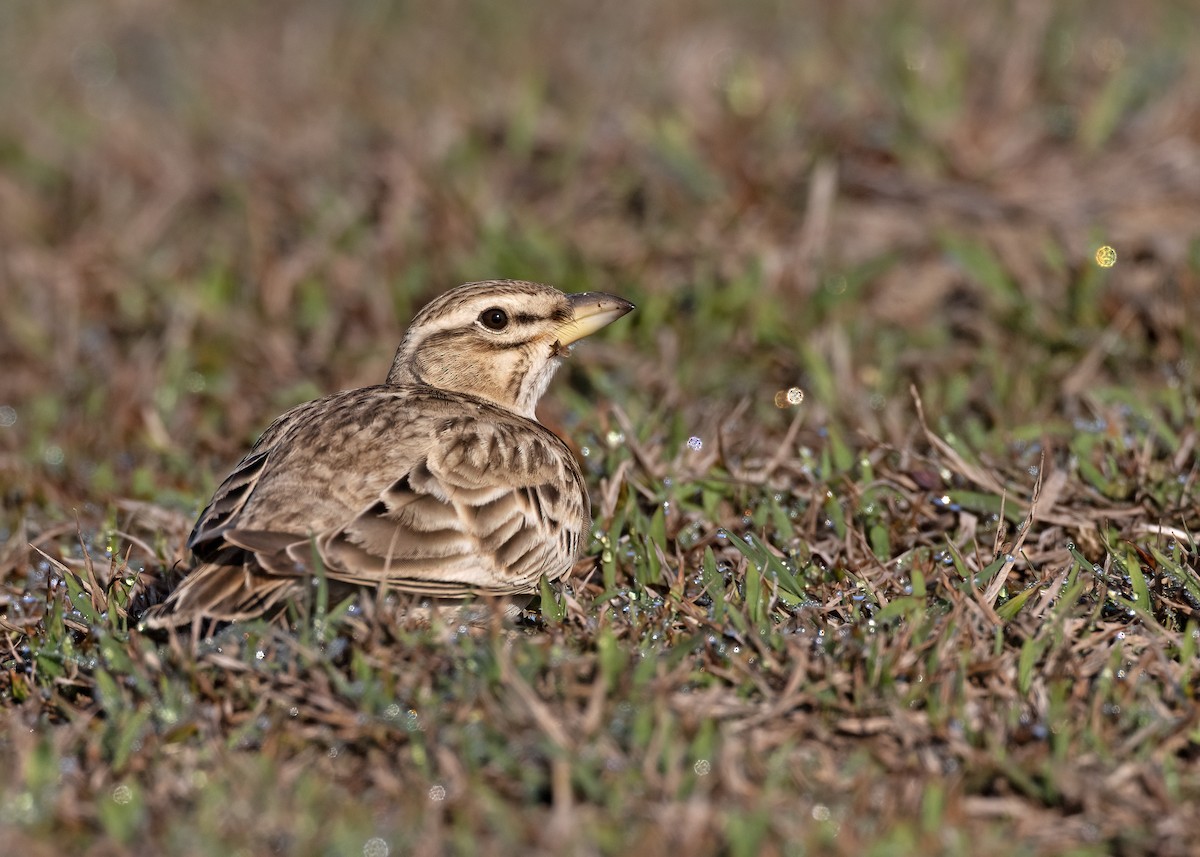Bimaculated Lark - ML535994361