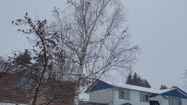 Шивэр энхэт бялзуухай - ML535994801