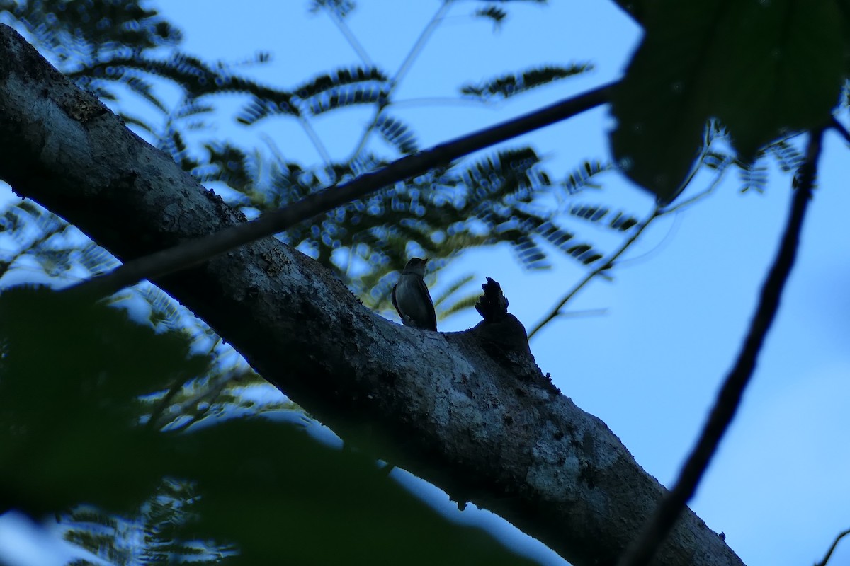 Eastern Wood-Pewee - ML535995481