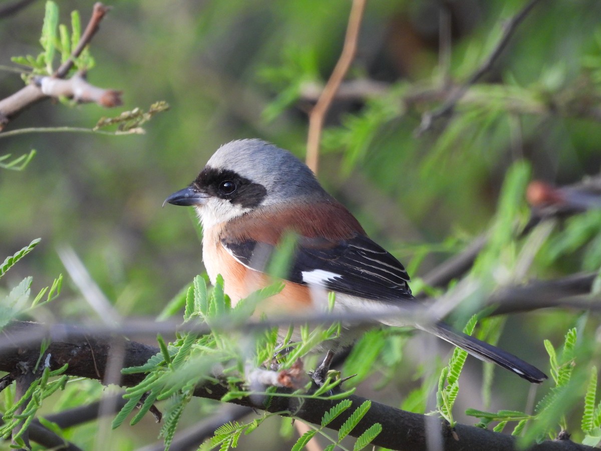 Bay-backed Shrike - Sandeep Rout