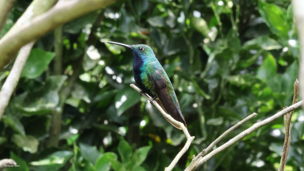 kolibřík tropický - ML535995911