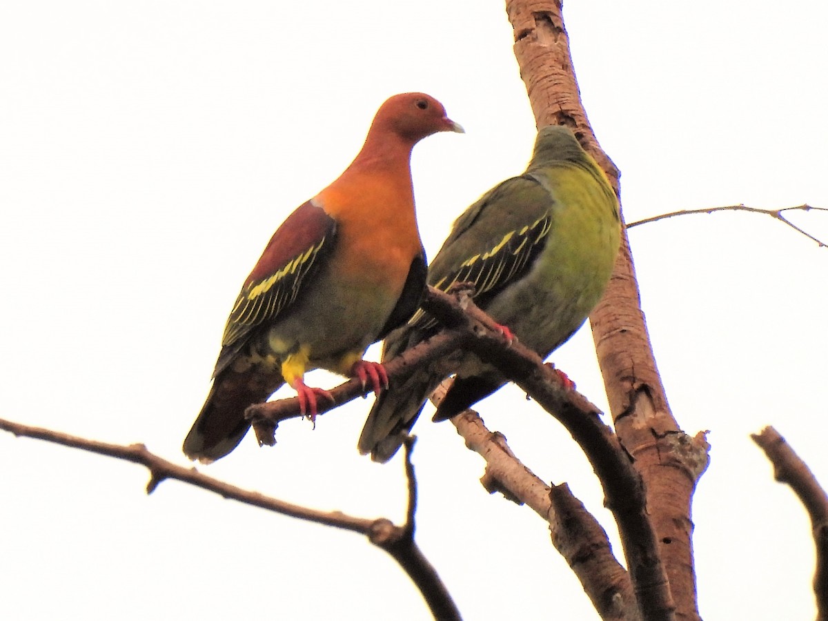 Cinnamon-headed Green-Pigeon - Tuck Hong Tang
