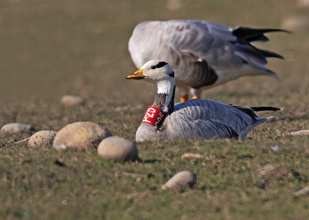 Bar-headed Goose - ML535996411