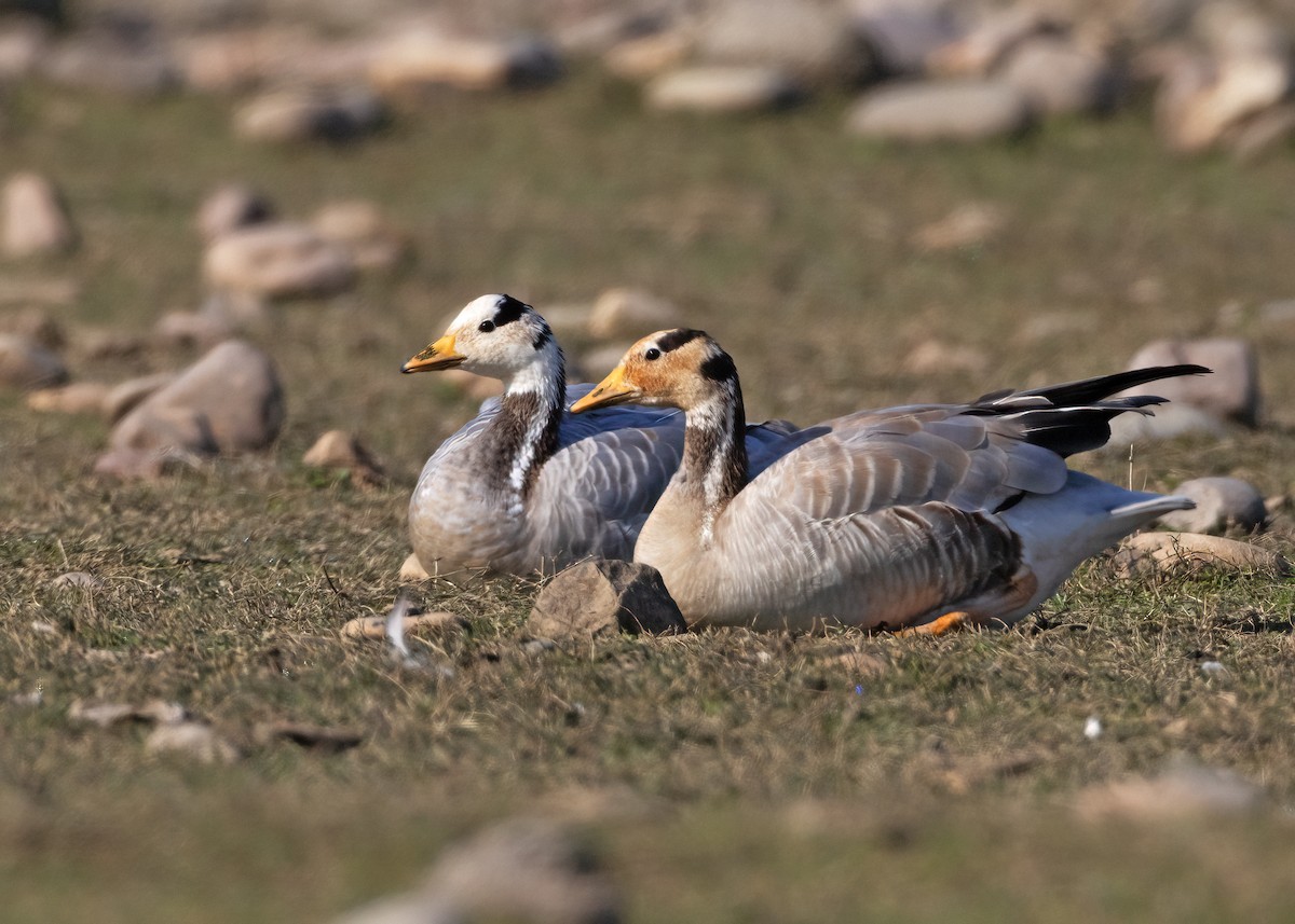 Bar-headed Goose - ML535996421