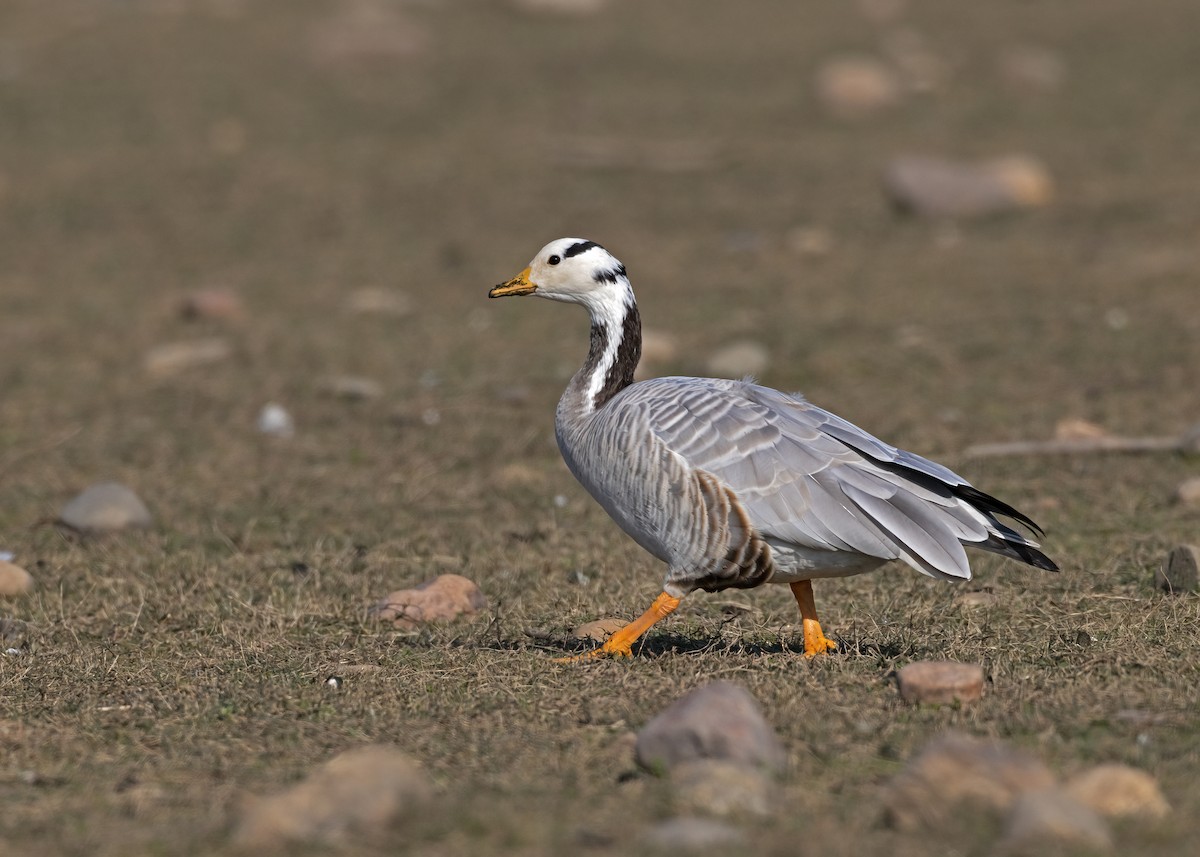 Bar-headed Goose - ML535996491